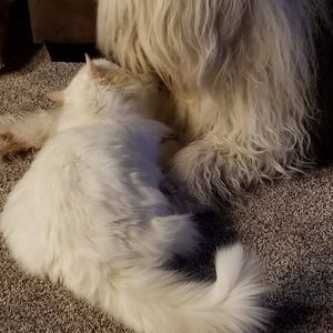 Meet your Posher, Susan n john